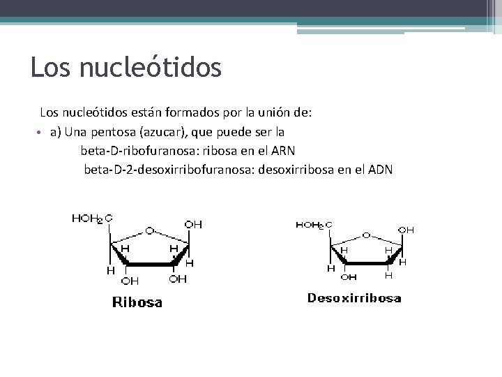 Los nucleótidos están formados por la unión de: • a) Una pentosa (azucar), que