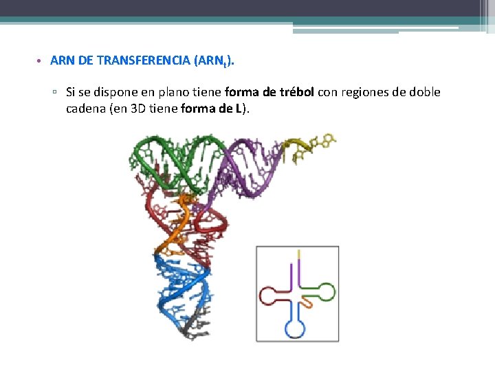  • ARN DE TRANSFERENCIA (ARNt). ▫ Si se dispone en plano tiene forma