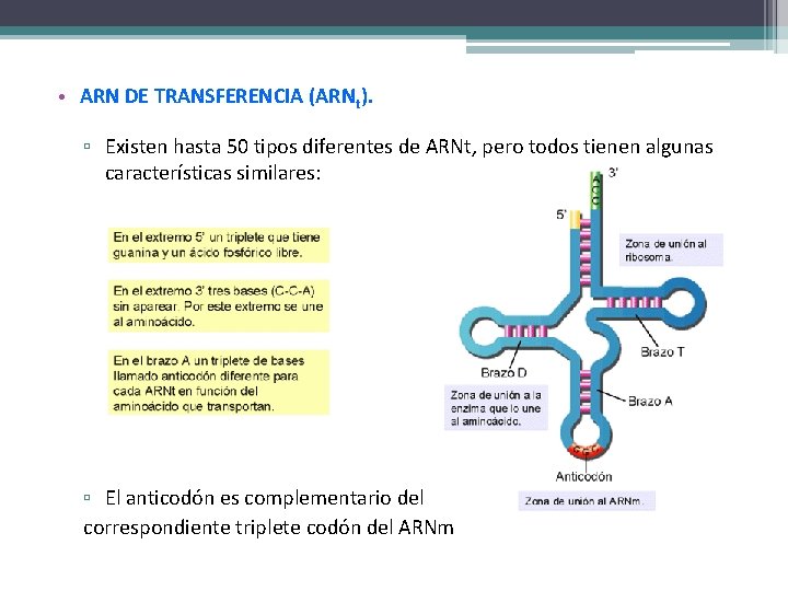  • ARN DE TRANSFERENCIA (ARNt). ▫ Existen hasta 50 tipos diferentes de ARNt,