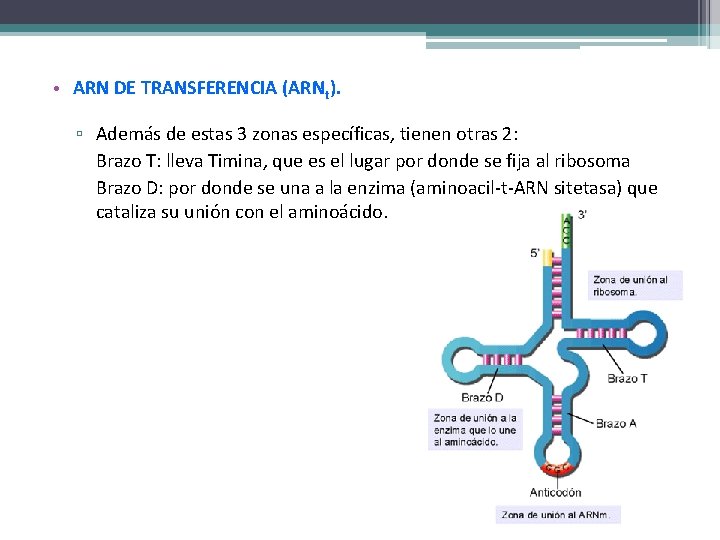  • ARN DE TRANSFERENCIA (ARNt). ▫ Además de estas 3 zonas específicas, tienen