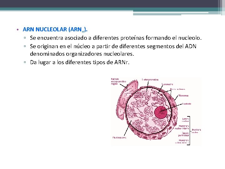  • ARN NUCLEOLAR (ARNn). ▫ Se encuentra asociado a diferentes proteínas formando el