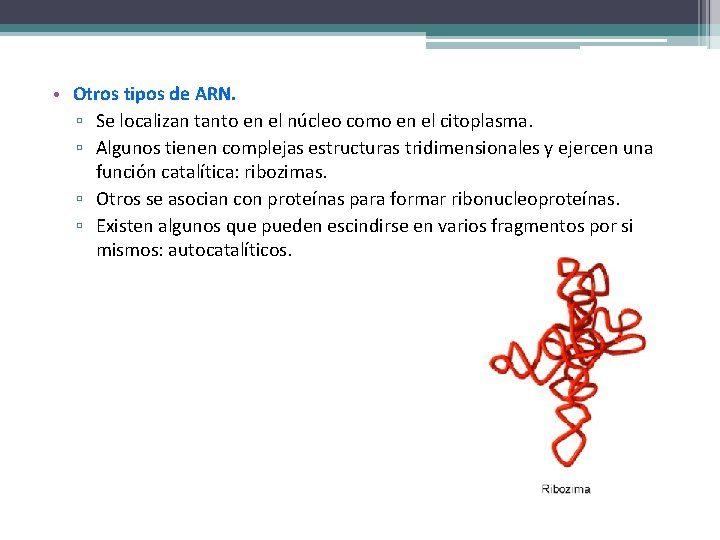  • Otros tipos de ARN. ▫ Se localizan tanto en el núcleo como