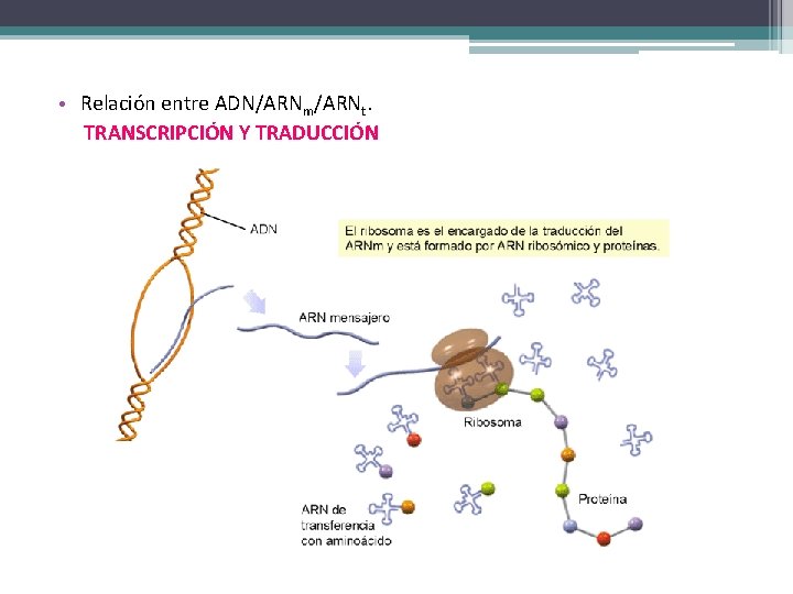  • Relación entre ADN/ARNm/ARNt. TRANSCRIPCIÓN Y TRADUCCIÓN 