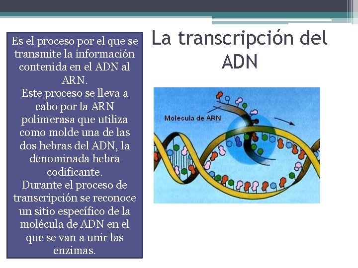 Es el proceso por el que se transmite la información contenida en el ADN