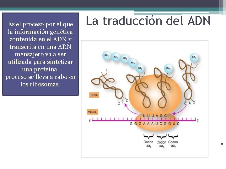 Es el proceso por el que la información genética contenida en el ADN y