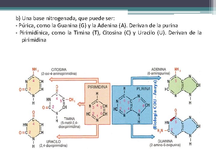 b) Una base nitrogenada, que puede ser: - Púrica, como la Guanina (G) y