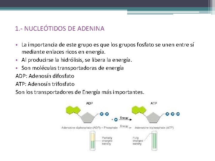 1. - NUCLEÓTIDOS DE ADENINA • La importancia de este grupo es que los