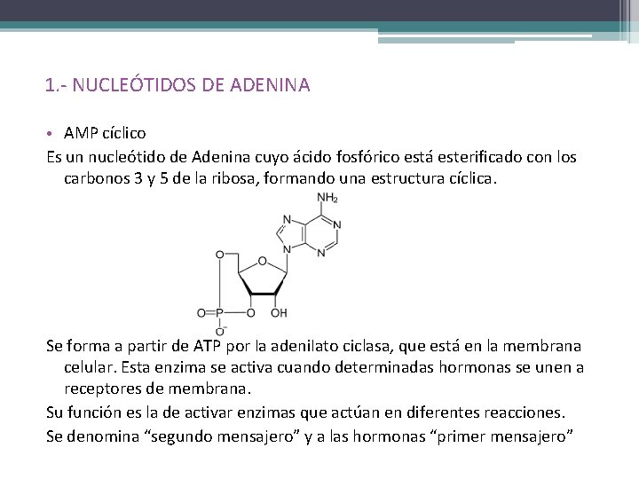 1. - NUCLEÓTIDOS DE ADENINA • AMP cíclico Es un nucleótido de Adenina cuyo