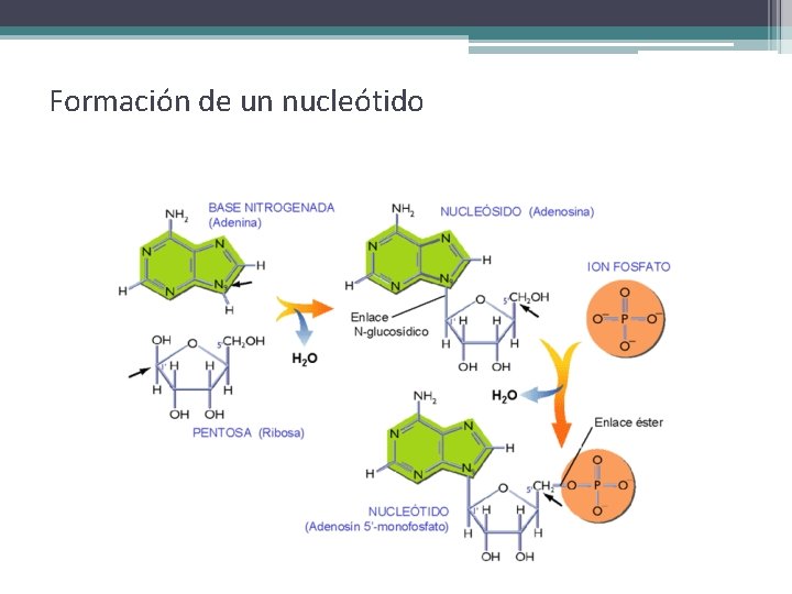 Formación de un nucleótido 