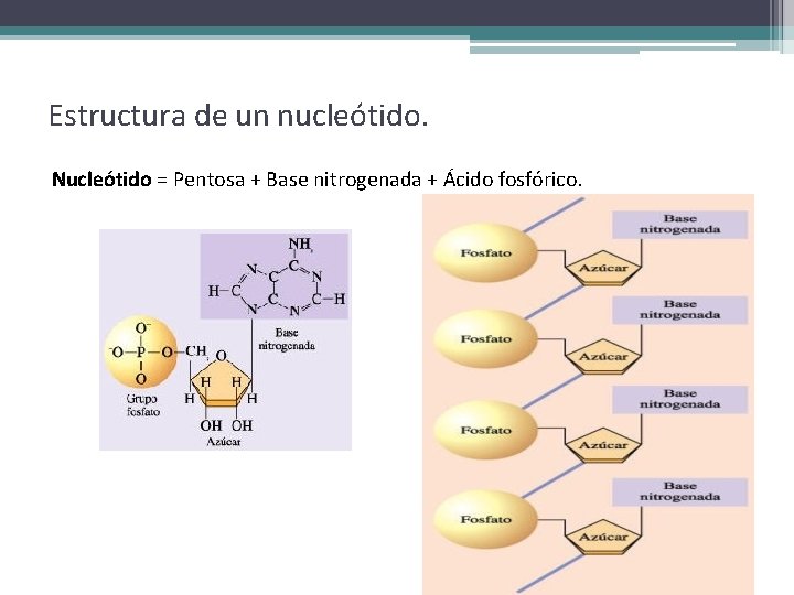 Estructura de un nucleótido. Nucleótido = Pentosa + Base nitrogenada + Ácido fosfórico. 