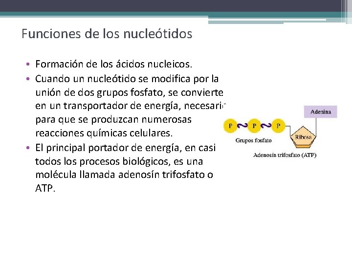 Funciones de los nucleótidos • Formación de los ácidos nucleicos. • Cuando un nucleótido