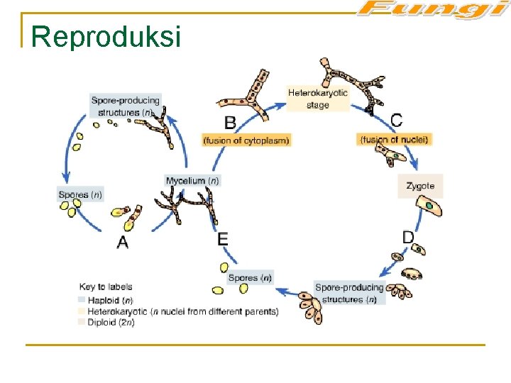 Reproduksi 