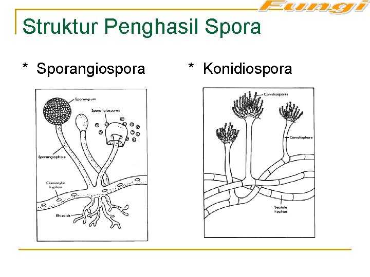 Struktur Penghasil Spora * Sporangiospora * Konidiospora 