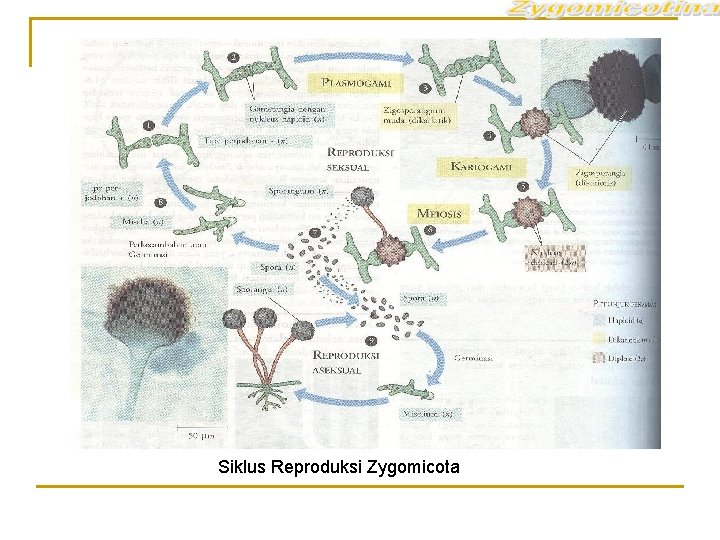 Siklus Reproduksi Zygomicota 