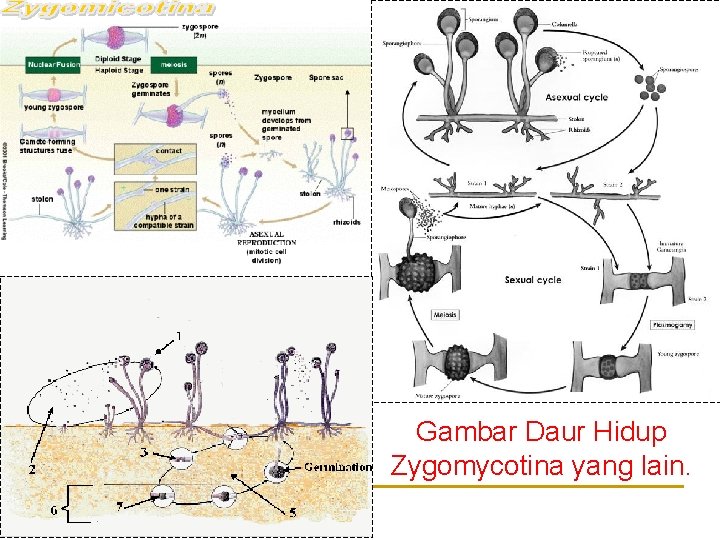 Gambar Daur Hidup Zygomycotina yang lain. 