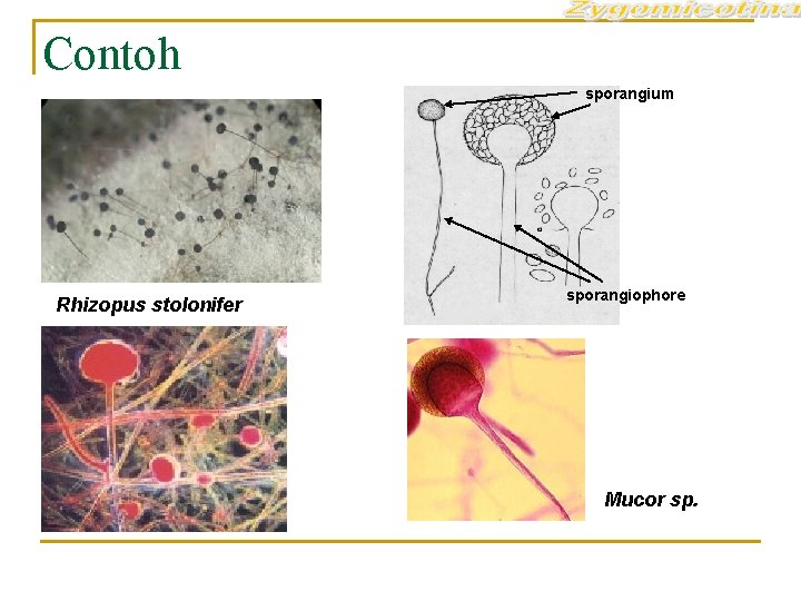 Contoh sporangium Rhizopus stolonifer sporangiophore Mucor sp. 