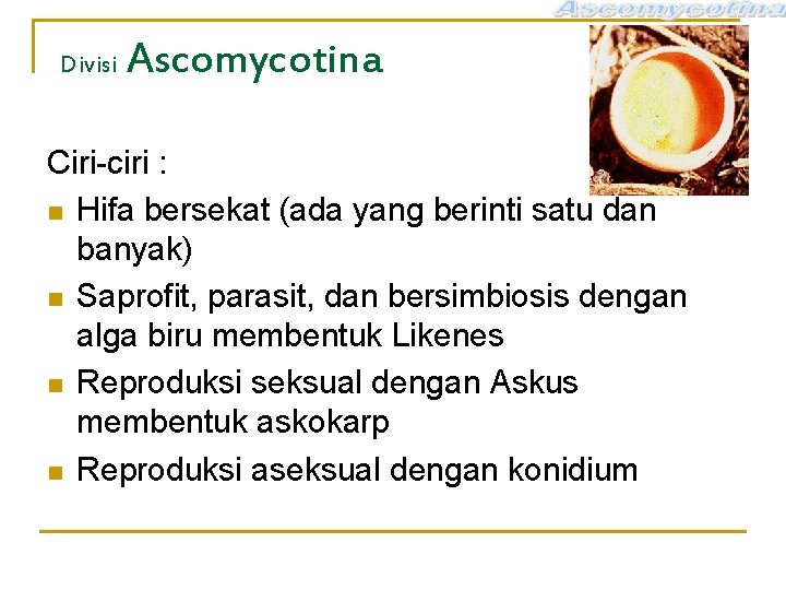 Divisi Ascomycotina Ciri-ciri : n Hifa bersekat (ada yang berinti satu dan banyak) n