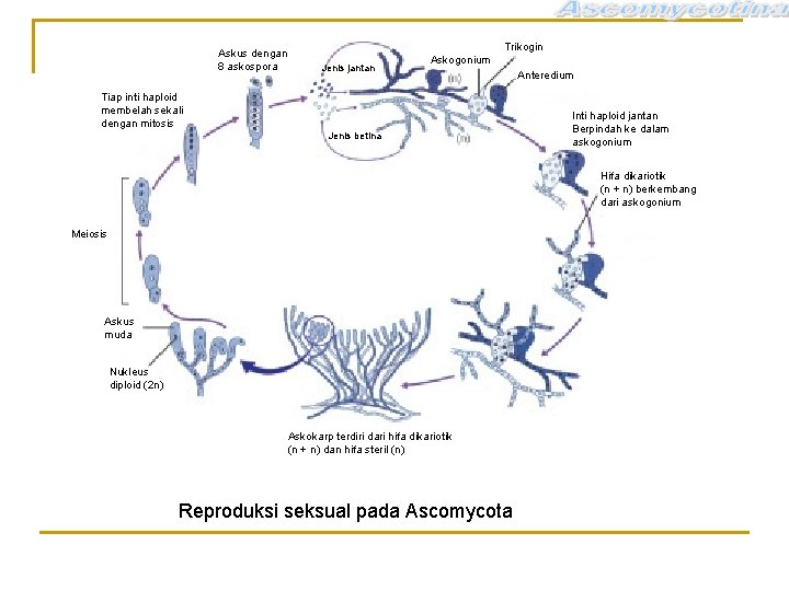 Askus dengan 8 askospora Trikogin Jenis jantan Askogonium Tiap inti haploid membelah sekali dengan