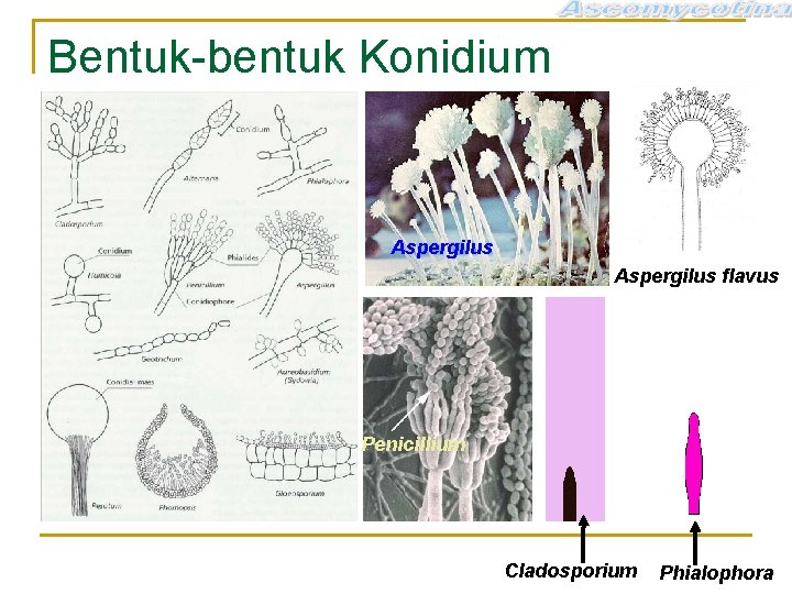 Bentuk-bentuk Konidium Aspergilus flavus Penicillium Cladosporium Phialophora 