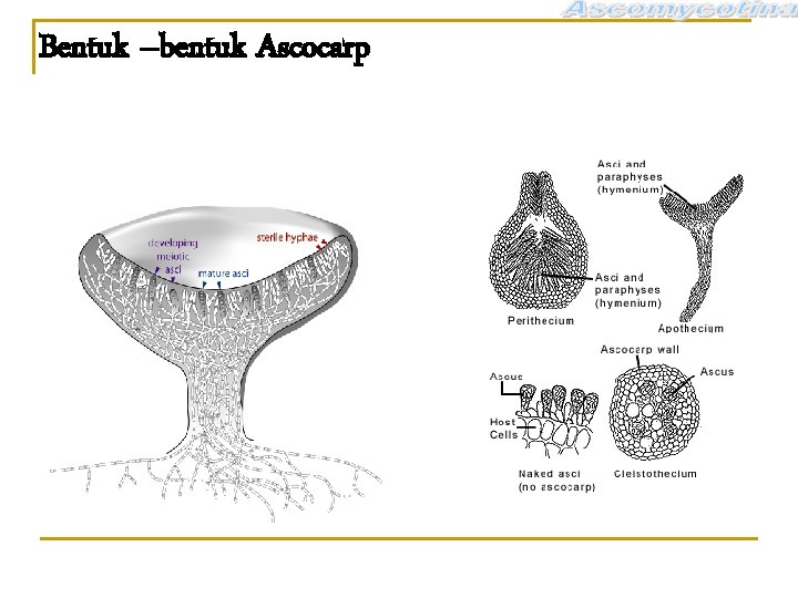 Bentuk –bentuk Ascocarp 