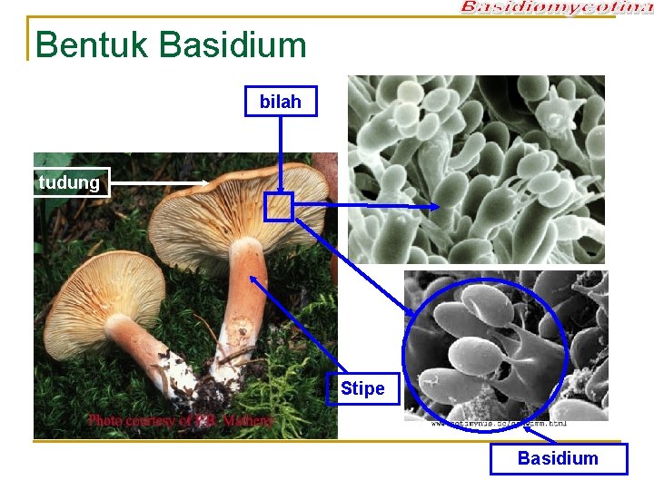 Bentuk Basidium bilah tudung Stipe Basidium 