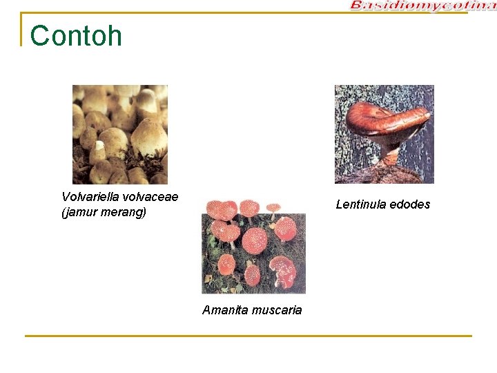 Contoh Volvariella volvaceae (jamur merang) Lentinula edodes Amanita muscaria 