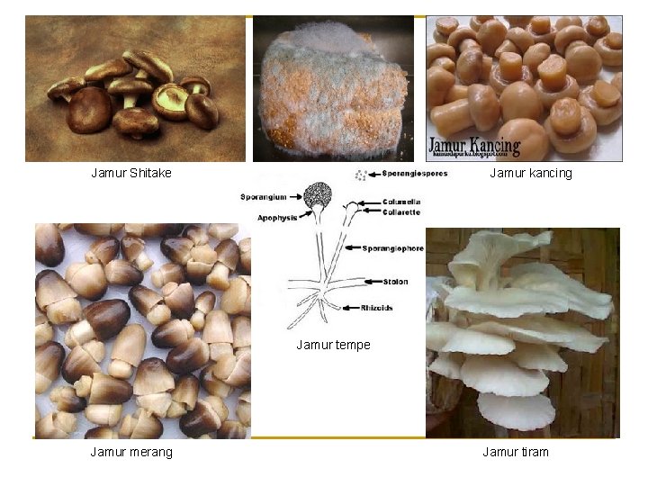 Jamur Shitake Jamur kancing Jamur tempe Jamur merang Jamur tiram 