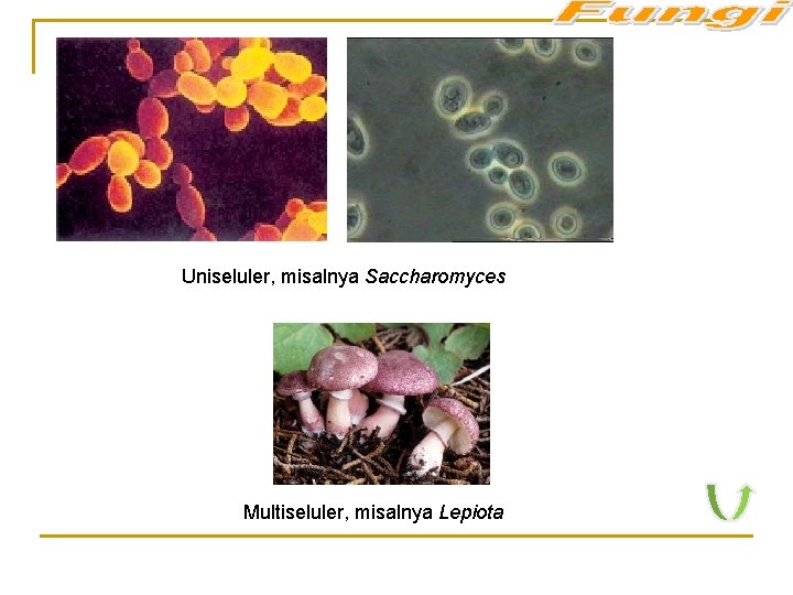 Uniseluler, misalnya Saccharomyces Multiseluler, misalnya Lepiota 