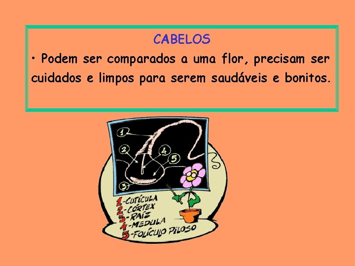 CABELOS • Podem ser comparados a uma flor, precisam ser cuidados e limpos para
