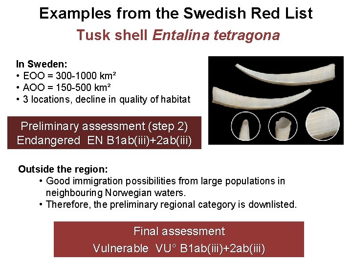 Examples from the Swedish Red List Tusk shell Entalina tetragona In Sweden: • EOO