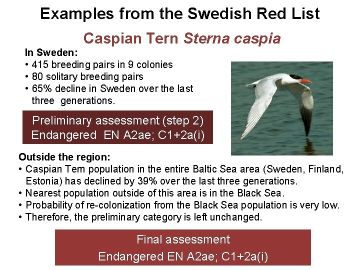 Examples from the Swedish Red List Caspian Tern Sterna caspia In Sweden: • 415