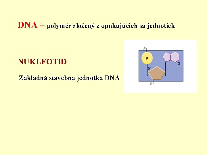 DNA – polymér zložený z opakujúcich sa jednotiek NUKLEOTID Základná stavebná jednotka DNA 