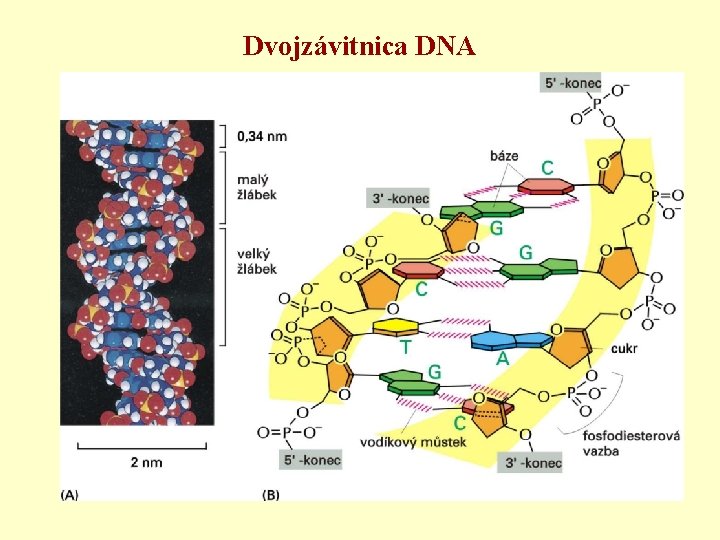 Dvojzávitnica DNA 