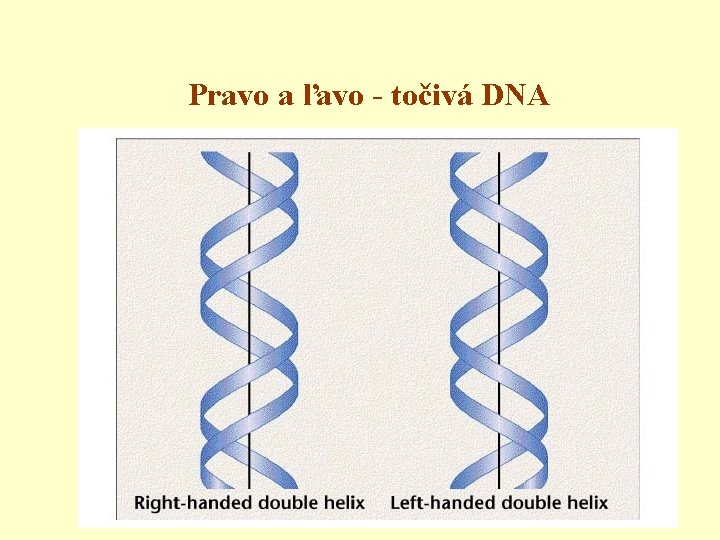 Pravo a ľavo - točivá DNA 