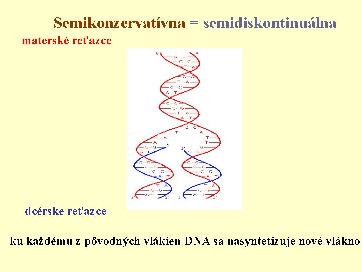 Semikonzervatívna = semidiskontinuálna materské reťazce dcérske reťazce ku každému z pôvodných vlákien DNA sa