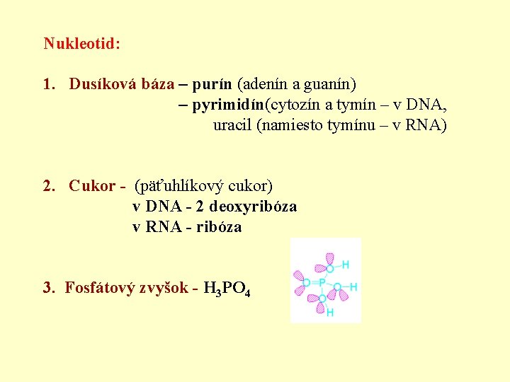 Nukleotid: 1. Dusíková báza – purín (adenín a guanín) – pyrimidín(cytozín a tymín –