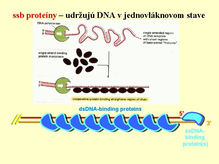 ssb proteíny – udržujú DNA v jednovláknovom stave ds. DNA-binding proteins 5' 3' ss.