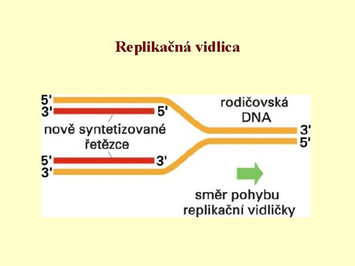 Replikačná vidlica 