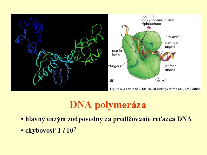 DNA polymeráza • hlavný enzým zodpovedný za predlžovanie reťazca DNA • chybovosť 1 /