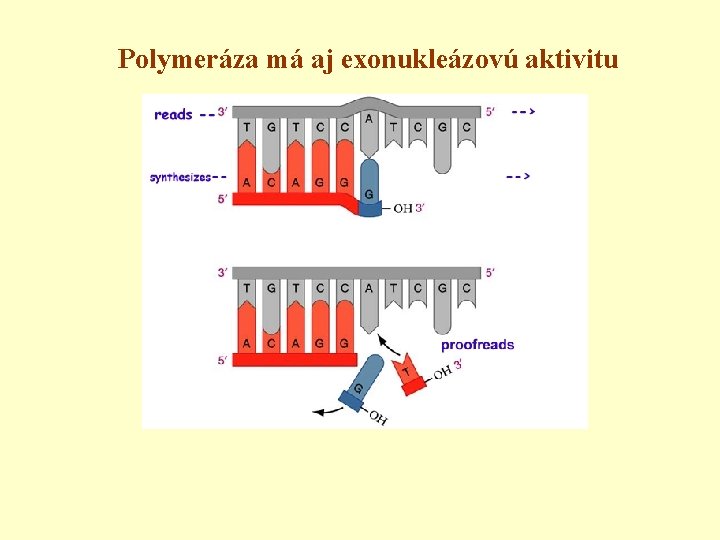 Polymeráza má aj exonukleázovú aktivitu 