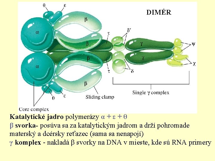 DIMÉR Katalytické jadro polymerázy α + ε + θ β svorka- posúva sa za