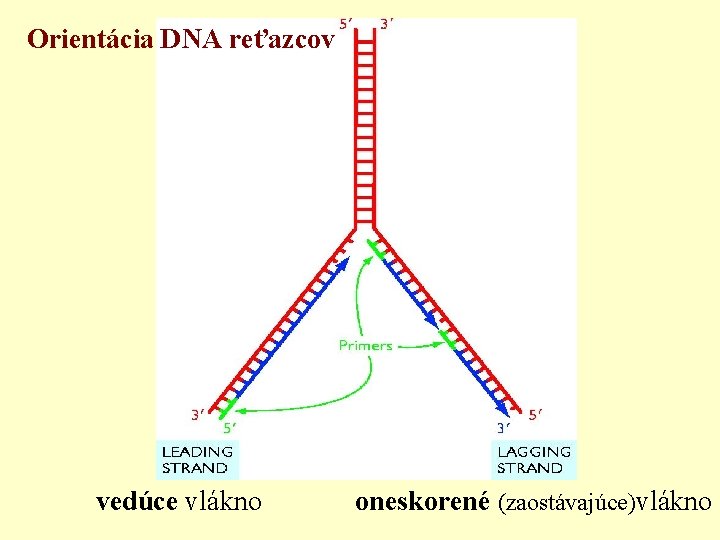 Orientácia DNA reťazcov vedúce vlákno oneskorené (zaostávajúce)vlákno 