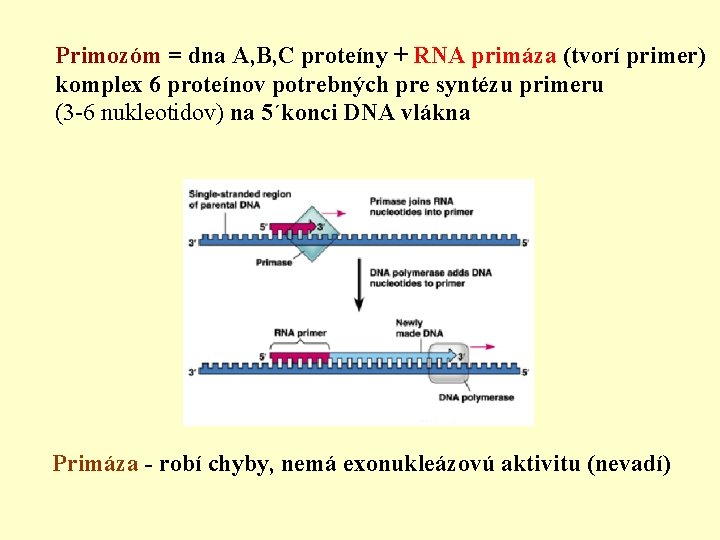 Primozóm = dna A, B, C proteíny + RNA primáza (tvorí primer) komplex 6