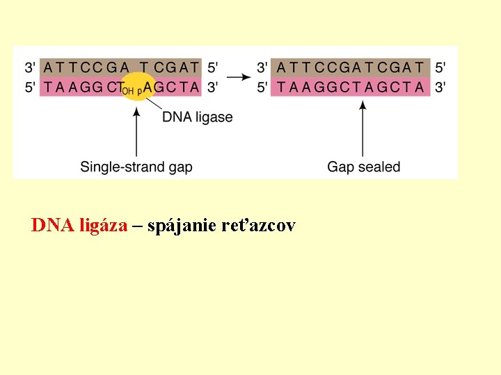 DNA ligáza – spájanie reťazcov 