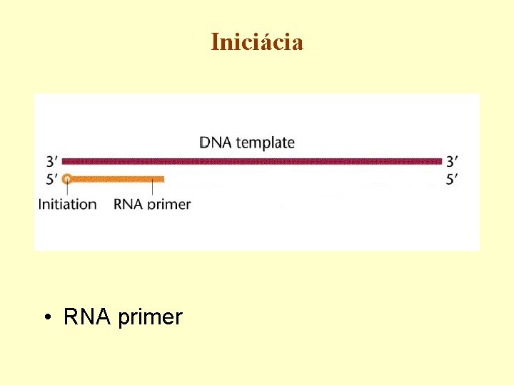 Iniciácia • RNA primer 