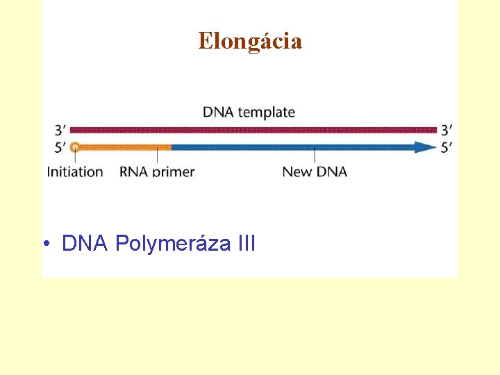 Elongácia • DNA Polymeráza III 