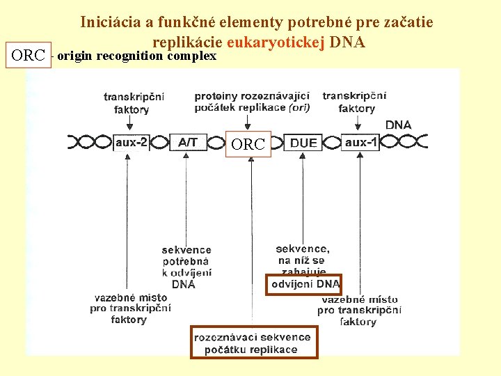 Iniciácia a funkčné elementy potrebné pre začatie replikácie eukaryotickej DNA ORC - origin recognition