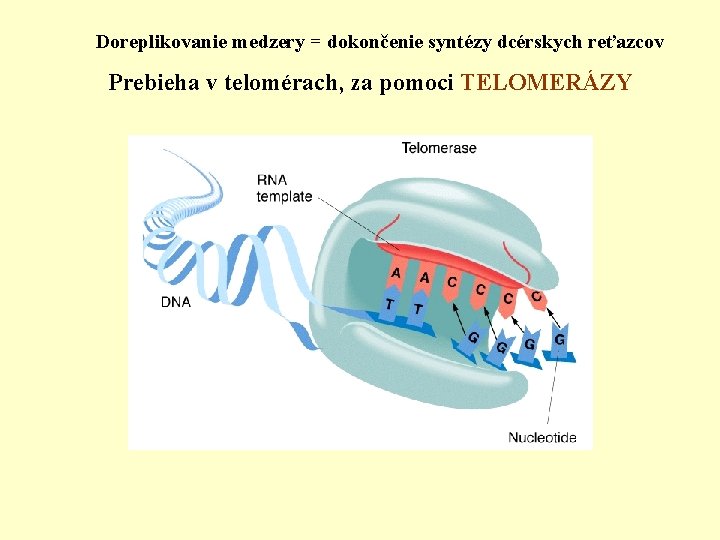 Doreplikovanie medzery = dokončenie syntézy dcérskych reťazcov Prebieha v telomérach, za pomoci TELOMERÁZY 