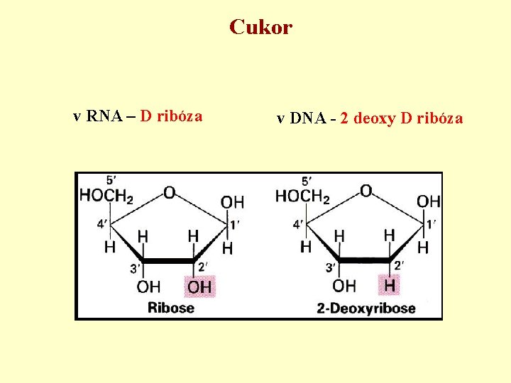 Cukor v RNA – D ribóza v DNA - 2 deoxy D ribóza 