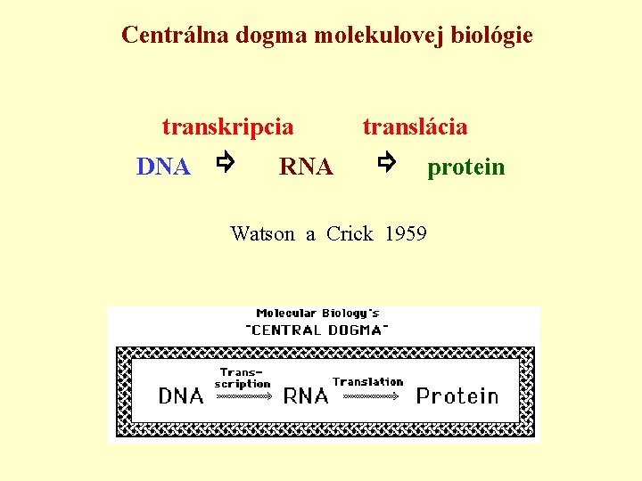 Centrálna dogma molekulovej biológie transkripcia translácia DNA ⇨ RNA ⇨ protein Watson a Crick